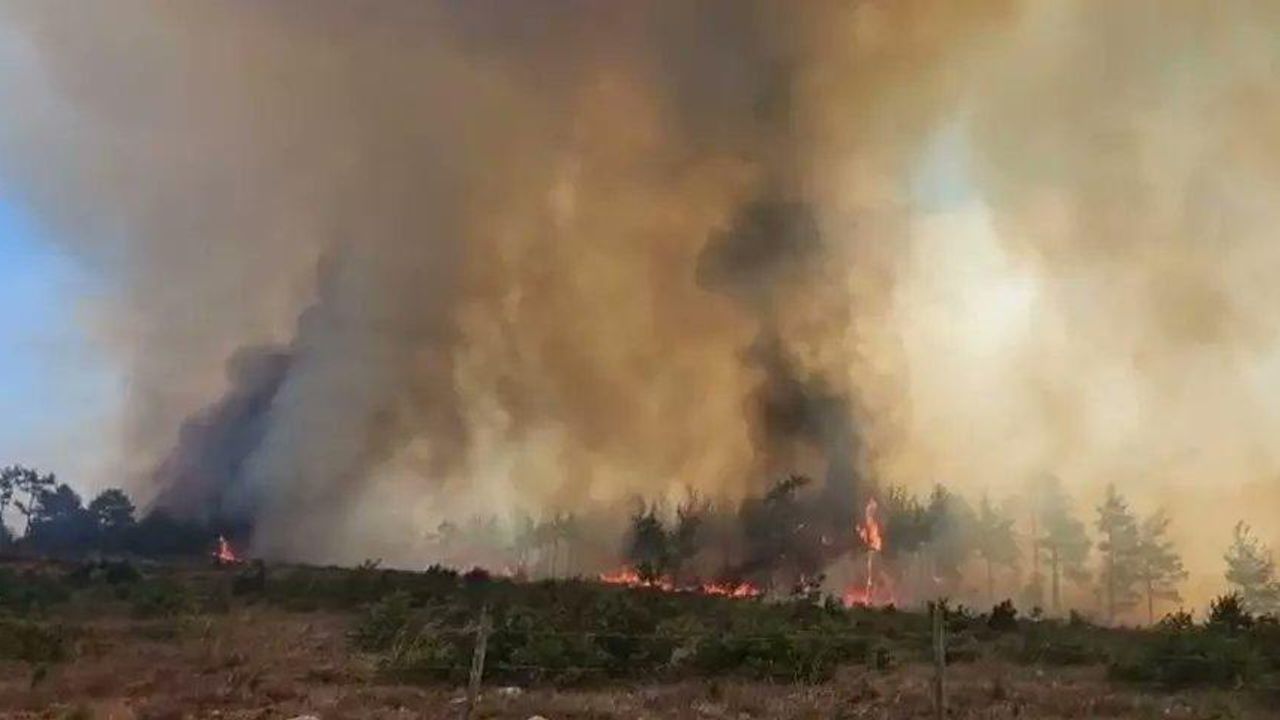 Çanakkale’de bu yaz orman yangınlarında 7 bin hektar alan zarar gördü