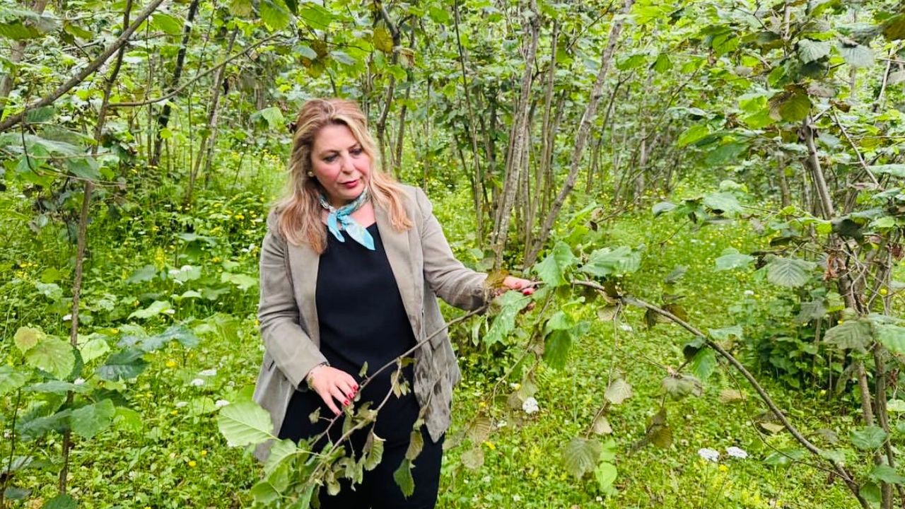 Elvan Işık Gezmiş; Fındık fiyatı tam bir fiyasko