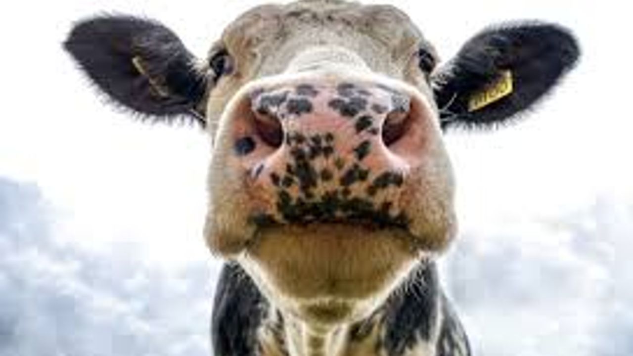 Şap hastalığına karşı aşılamada başarı: 24 ilde hayvan pazarları yeniden açıldı