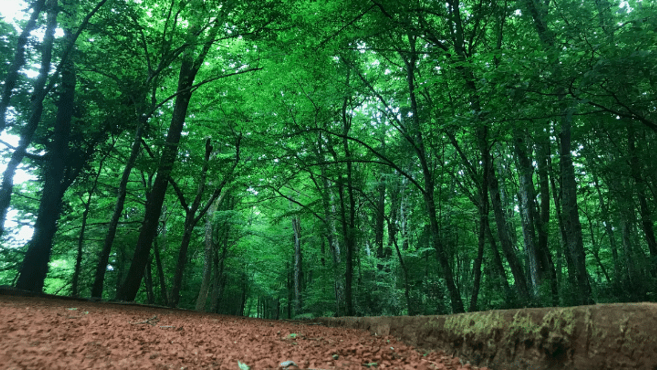 Ormanların korunması için 6 ayda 10,9 milyar lira harcandı