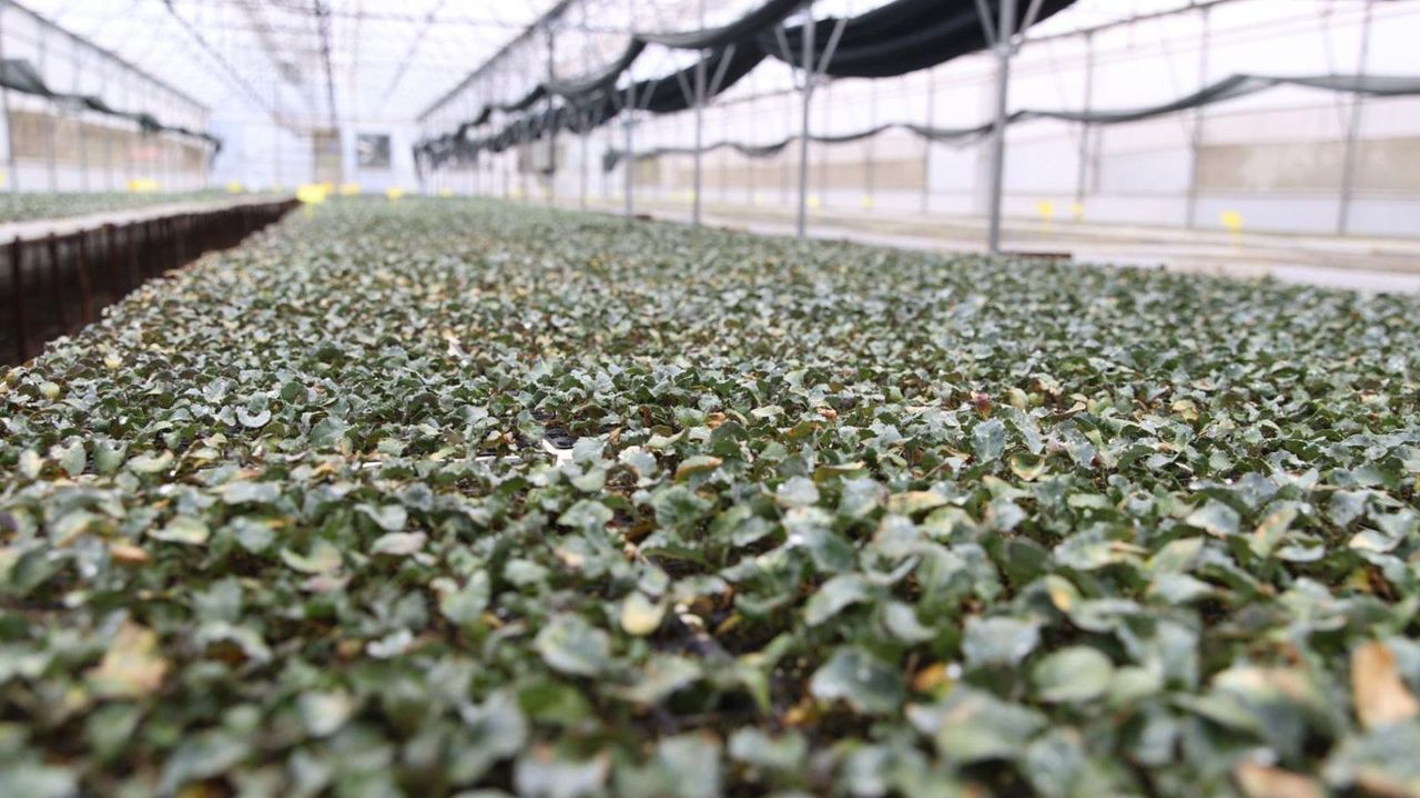 Kışlık fideler üretici ile buluşmak için gün sayıyor