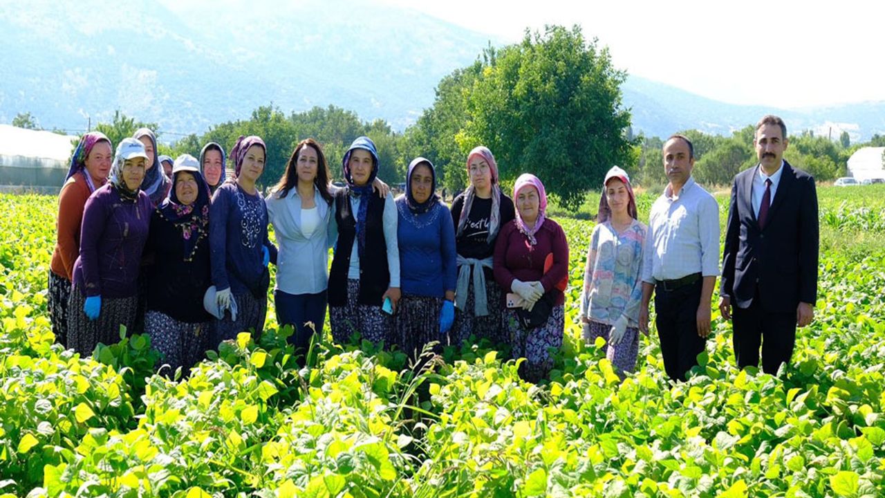 Kadın emeği tarımın lokomotifi