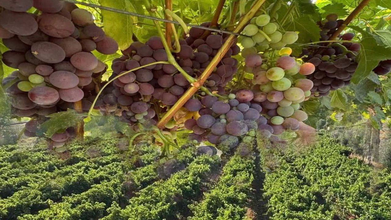 Esnaflıktan toprağa: Enver Öztürk’ün üzümdeki başarı hikayesi