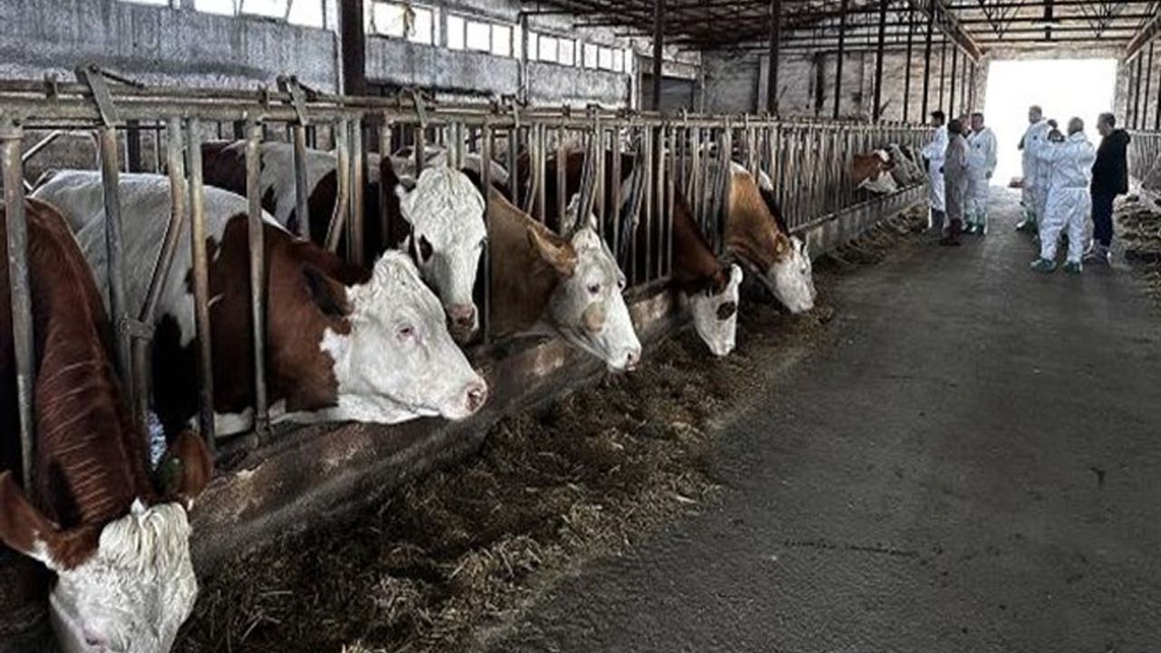 Şarkikaraağaç’ta şap alarmı