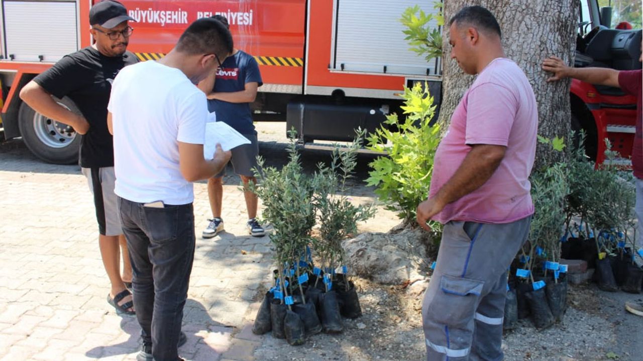 Antalya’lı üreticiye zeytin fidanı desteği!
