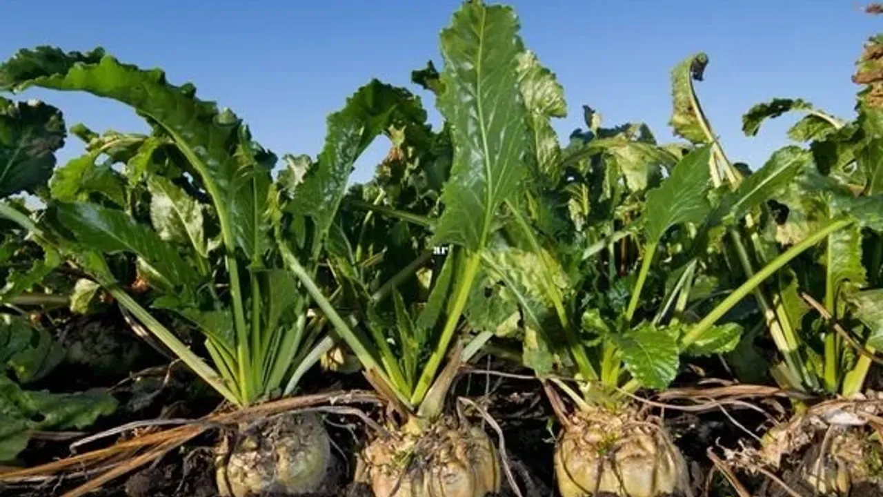 Şeker sektöründe 2025-2026 kotaları açıklandı