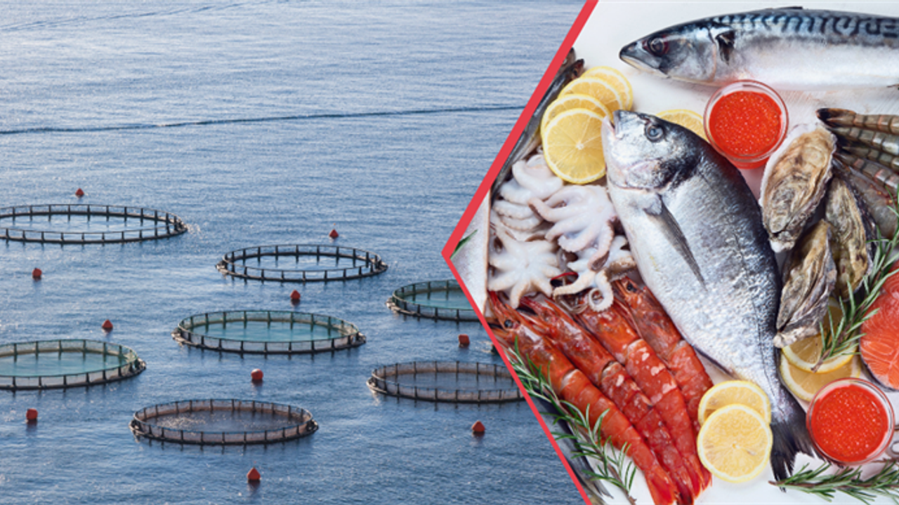 Doğu Karadeniz su ürünleri dünyaya ihraç ediliyor