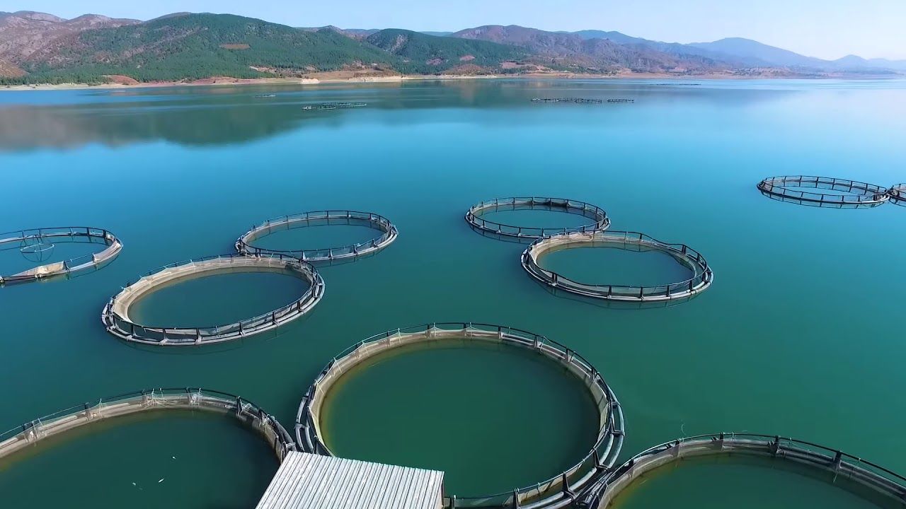 Tokat’ın Almus Barajı’ndan 29 ülkeye balık ihracatı