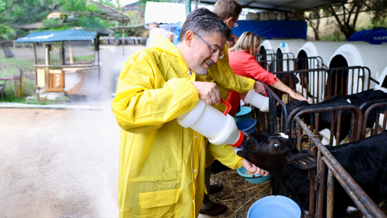 Türkiye’de Büyük ve Küçük Baş Hayvan Sayısı Açıklandı
