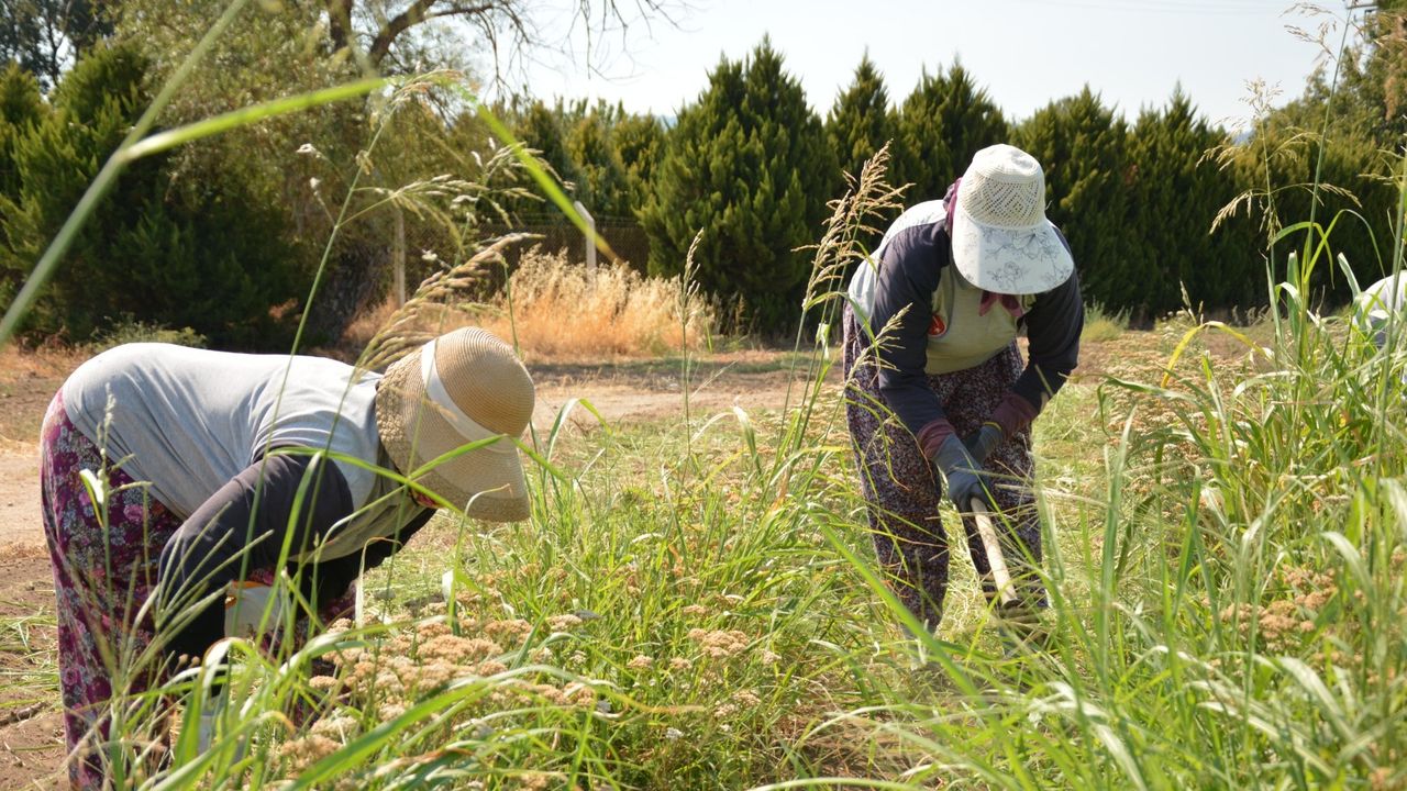 Balıkesir Büyükşehir Belediyesi, tarımı yerel tohumlarla gelecek nesillere aktarıyor