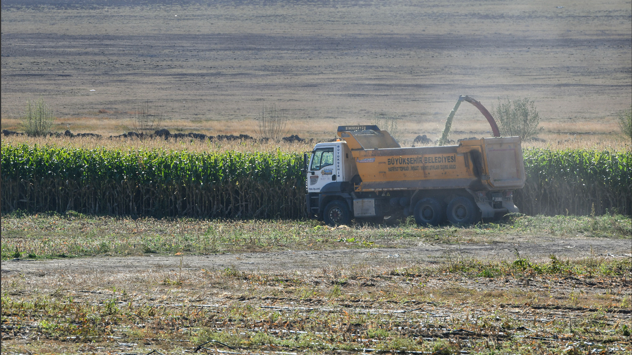 Bakap’ta silajlık mısır hasadı başladı