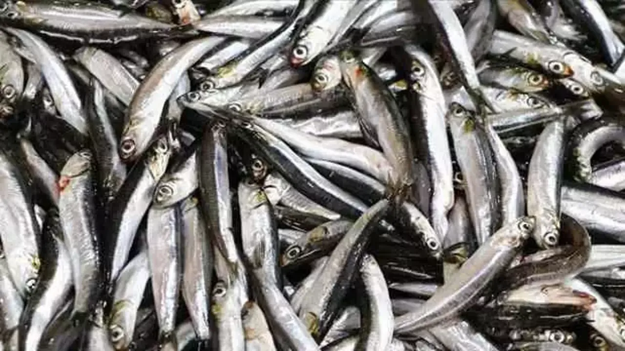 Av yasağı sona erdi, tezgahlar balıkla şenlendi