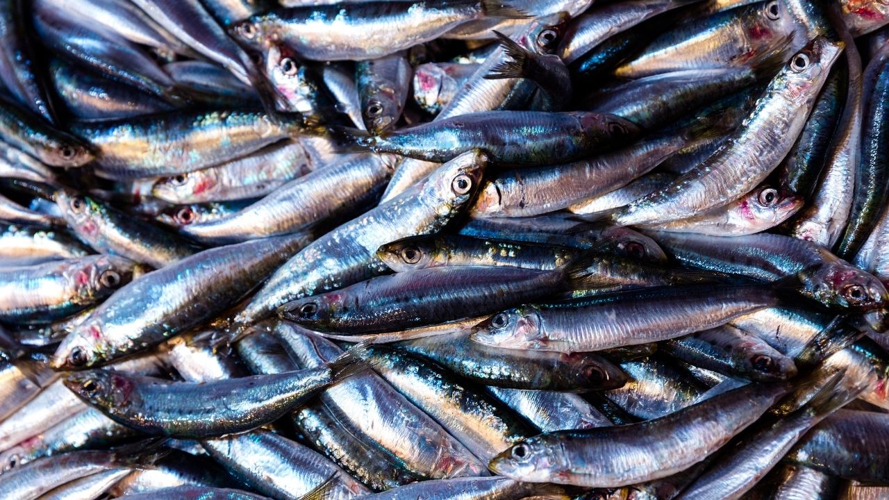 Karadeniz’de hamsi bereketi: Ordulu balıkçılar limana dolu ağlarla döndü