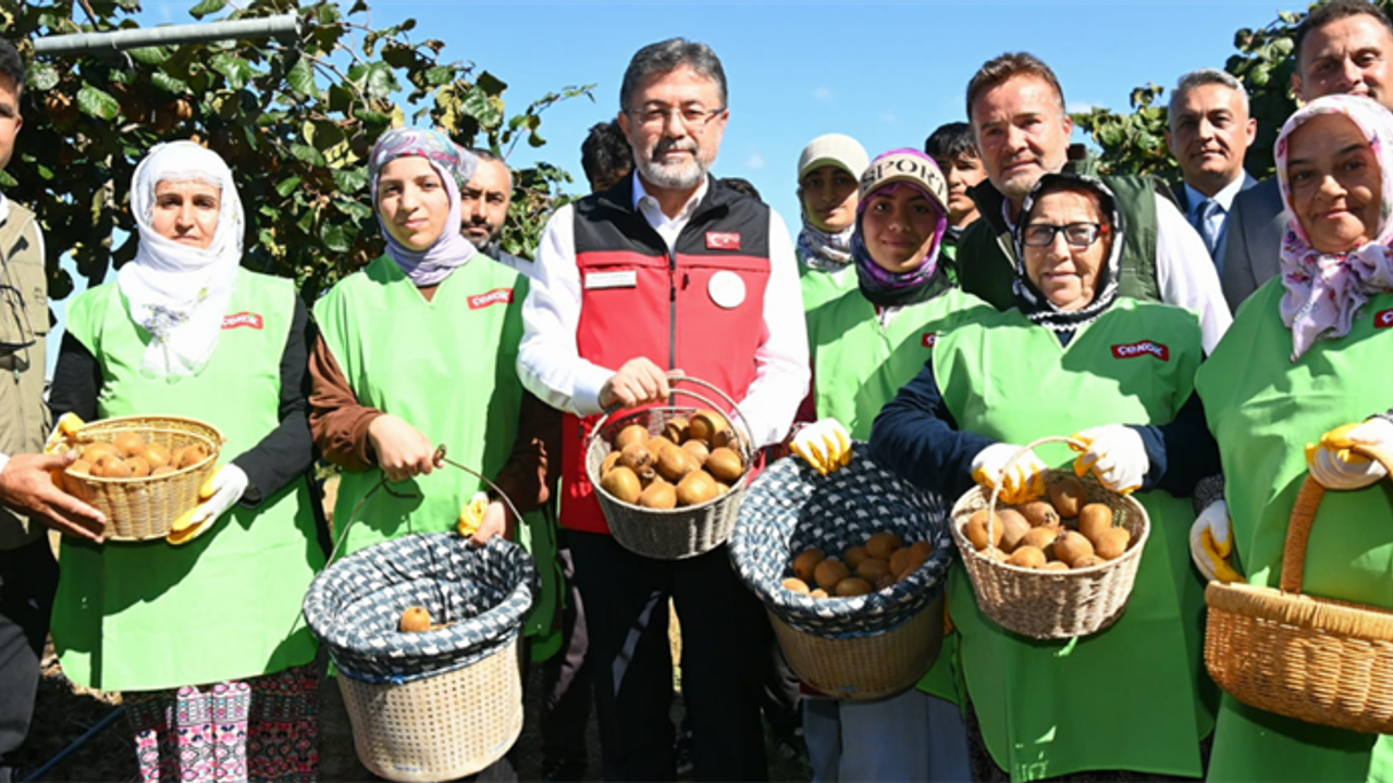 Bakan Yumaklı Kivi Hasadına Katıldı
