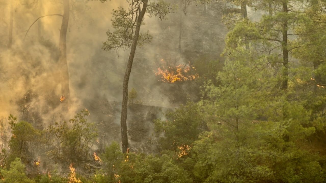 Çanakkale Ezine’de orman yangınına müdahale sürüyor