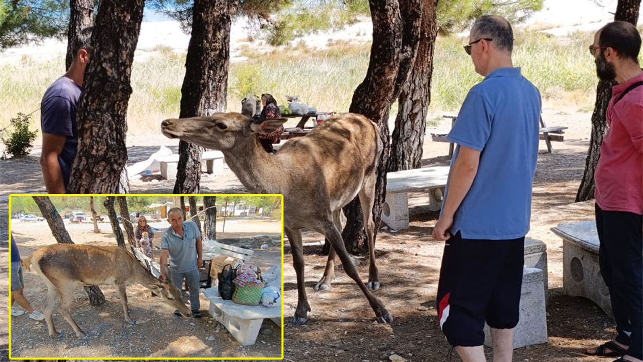 Salda Gölü’nde kızıl geyik sürprizi