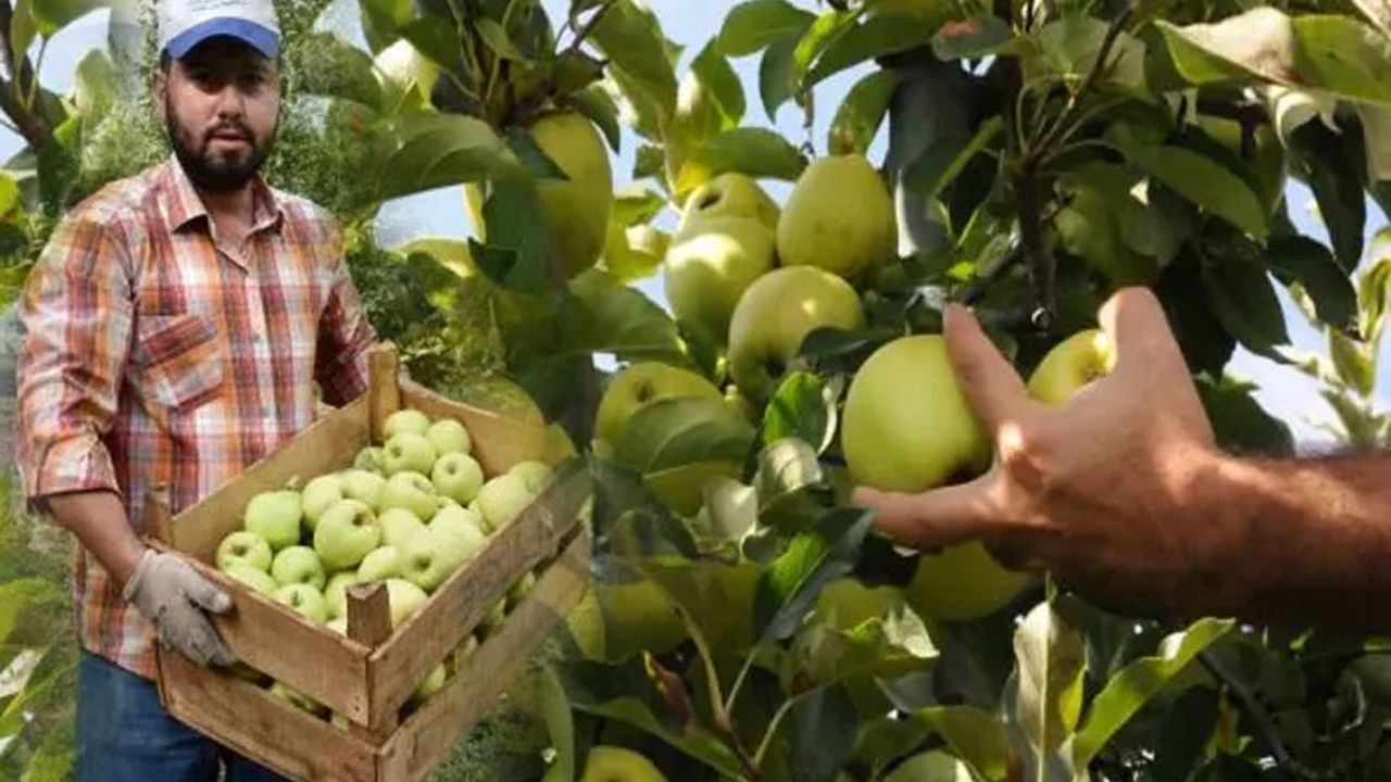 Isparta’da Elma hasadı başladı