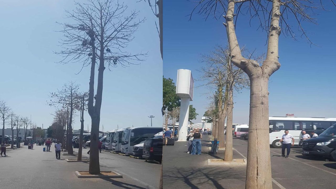 Antalya Havalimanı’nda kuruyan ağaçlar tepki çekti