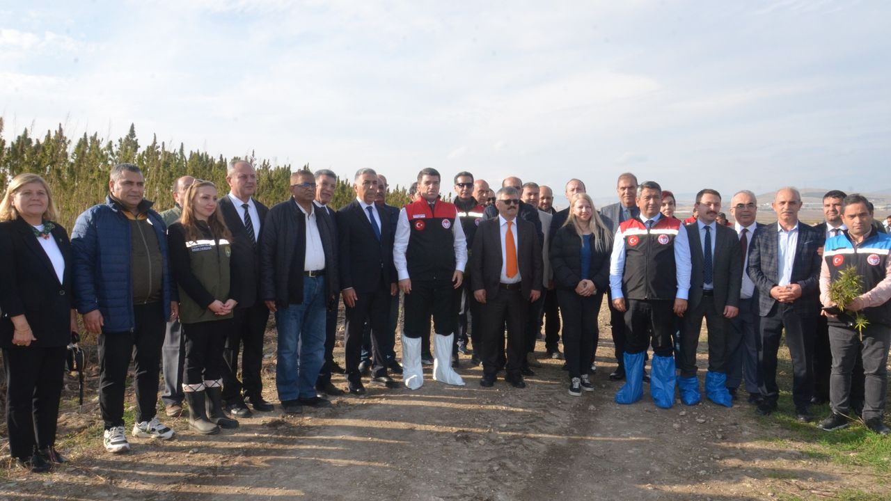 Türkiye’nin ilk yerli ve milli “Vezir Kenevirinin” hasadı Amasya’da gerçekleştirildi