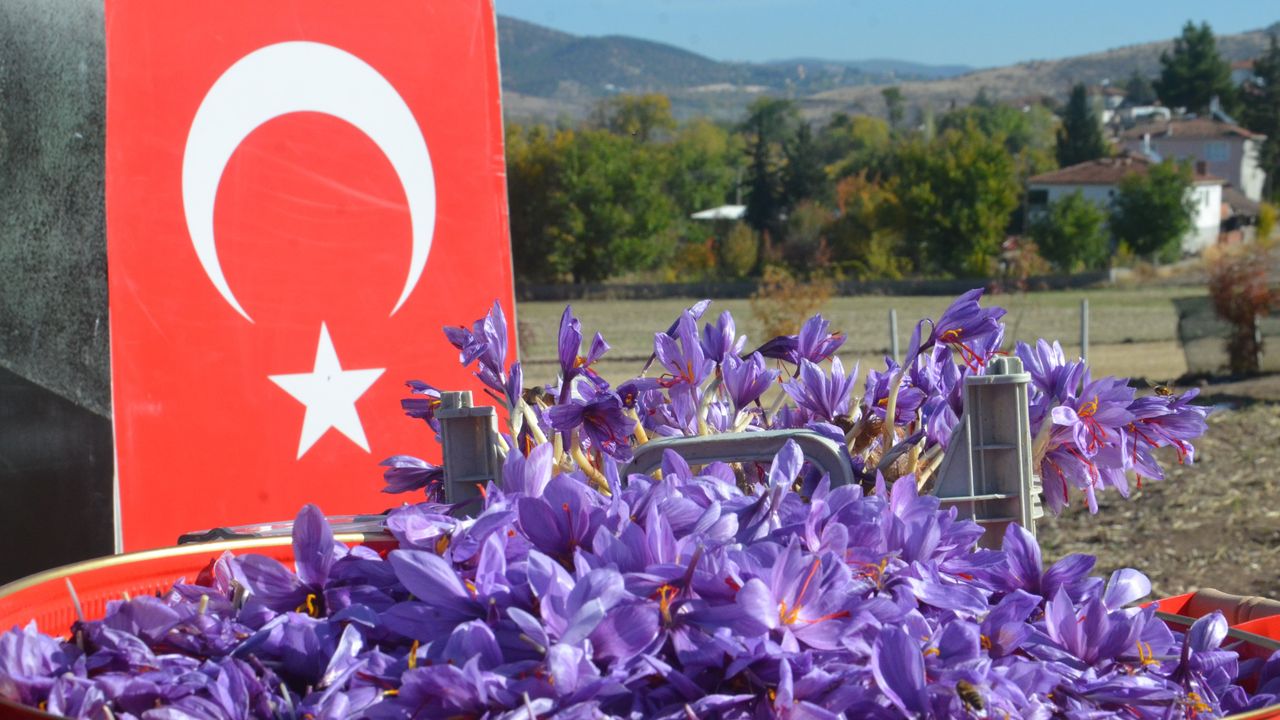 Dünyanın en pahalı bitkisi safran, Amasya’da hasat edildi
