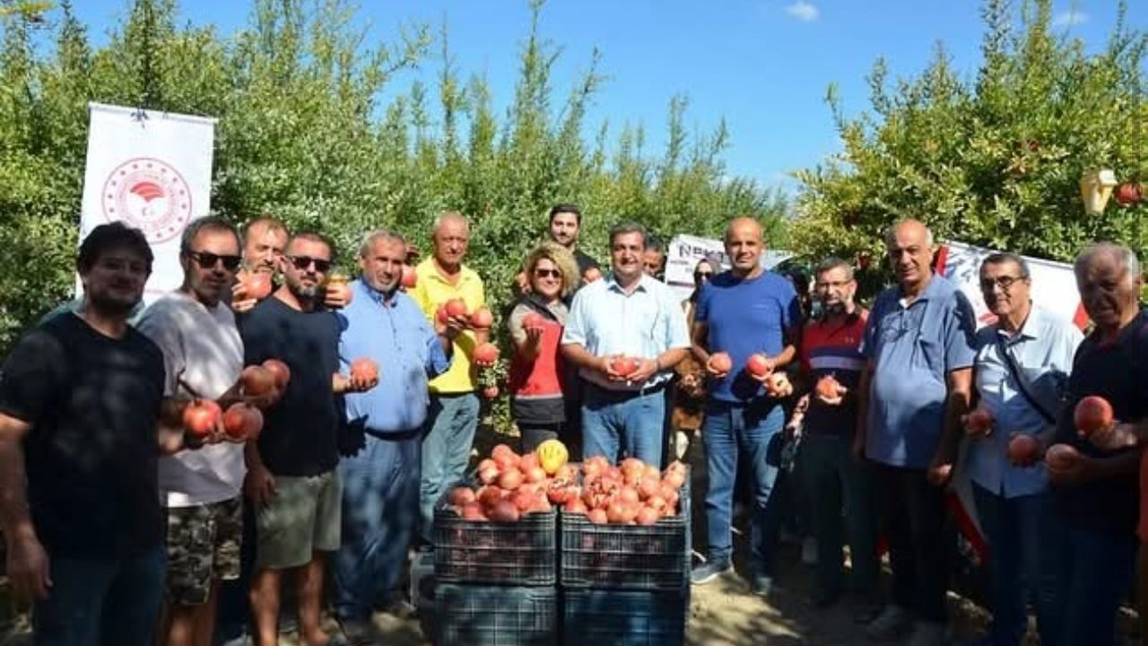Antalya’da nar hasadı başladı
