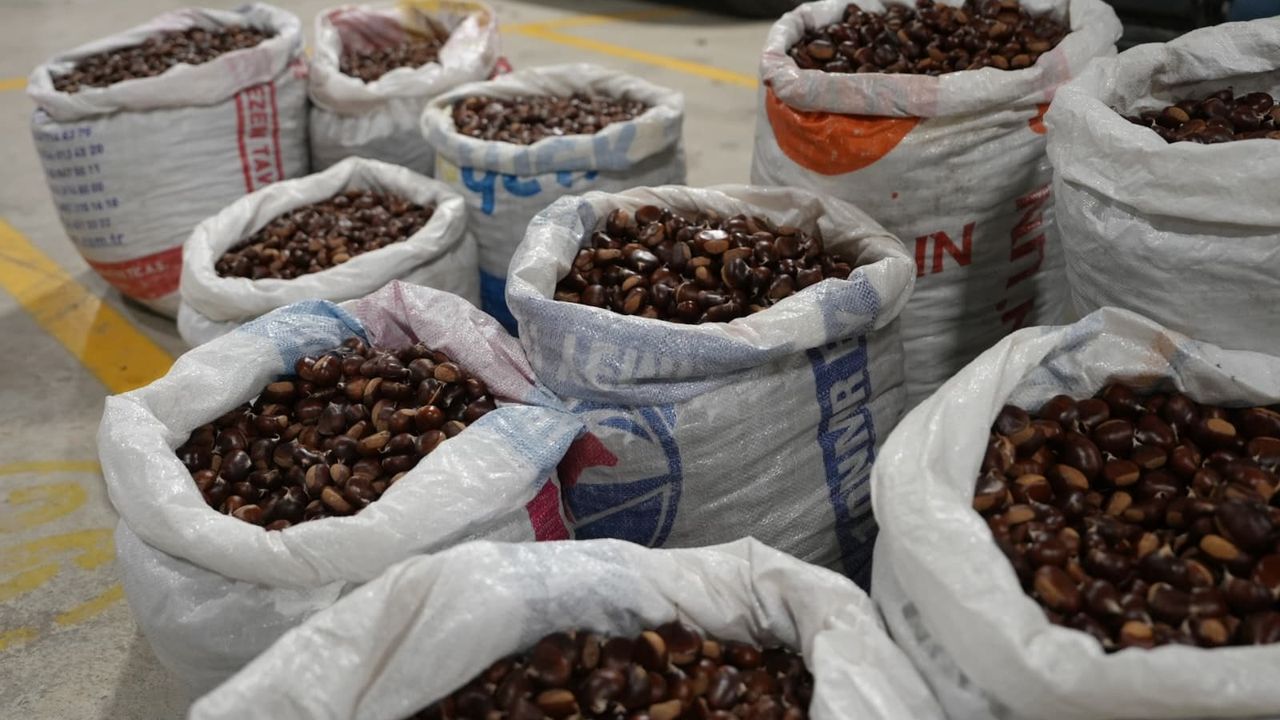 Coğrafi işaretli “Düzce Kuzu Kestane” pazarda satışta