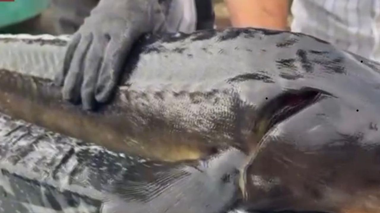 Rize Gastronomisi hedef büyüttü, dünyaya Mersin balığı ve havyar satacağız