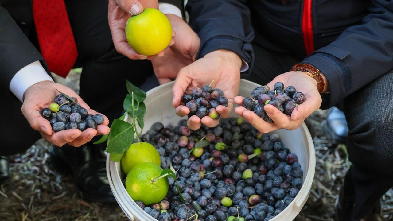 Artvin’de lezzet ödüllü “Butko zeytini” hasadı başladı