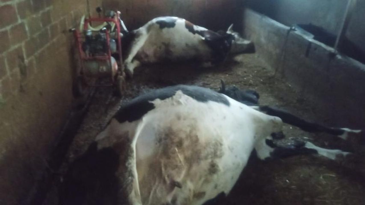 Çine’de yıldırım felaketi; İki büyükbaş hayvan telef oldu