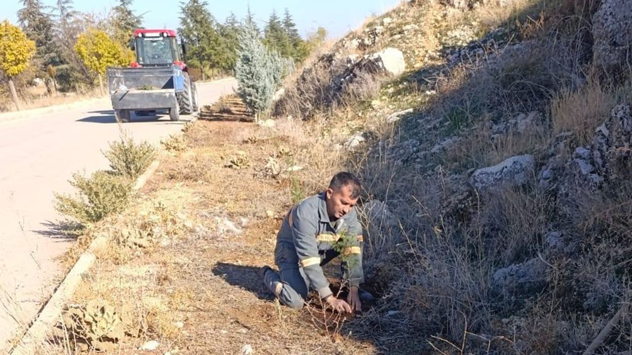 Senirkent’te yeşil dönüşüm: Fidanlar ilçeye can ve renk katıyor