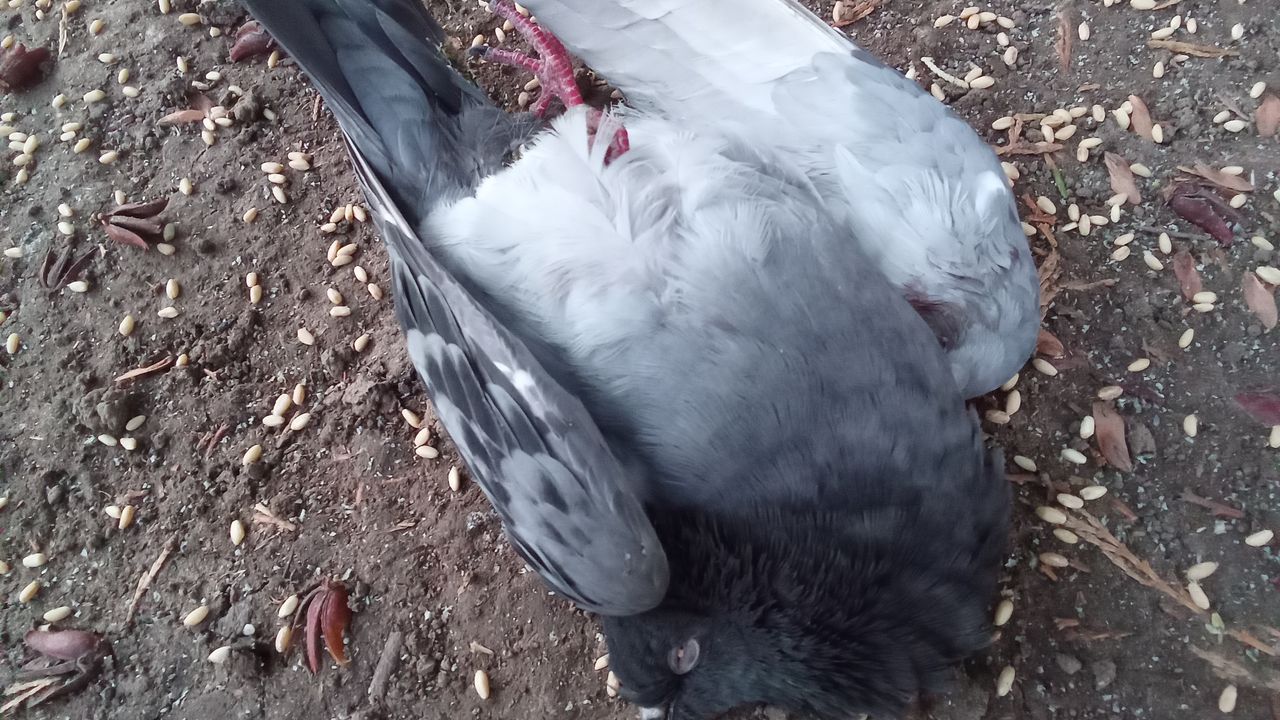 Küçük Lara’nın dikkati, yaralı güvercini hayata bağladı