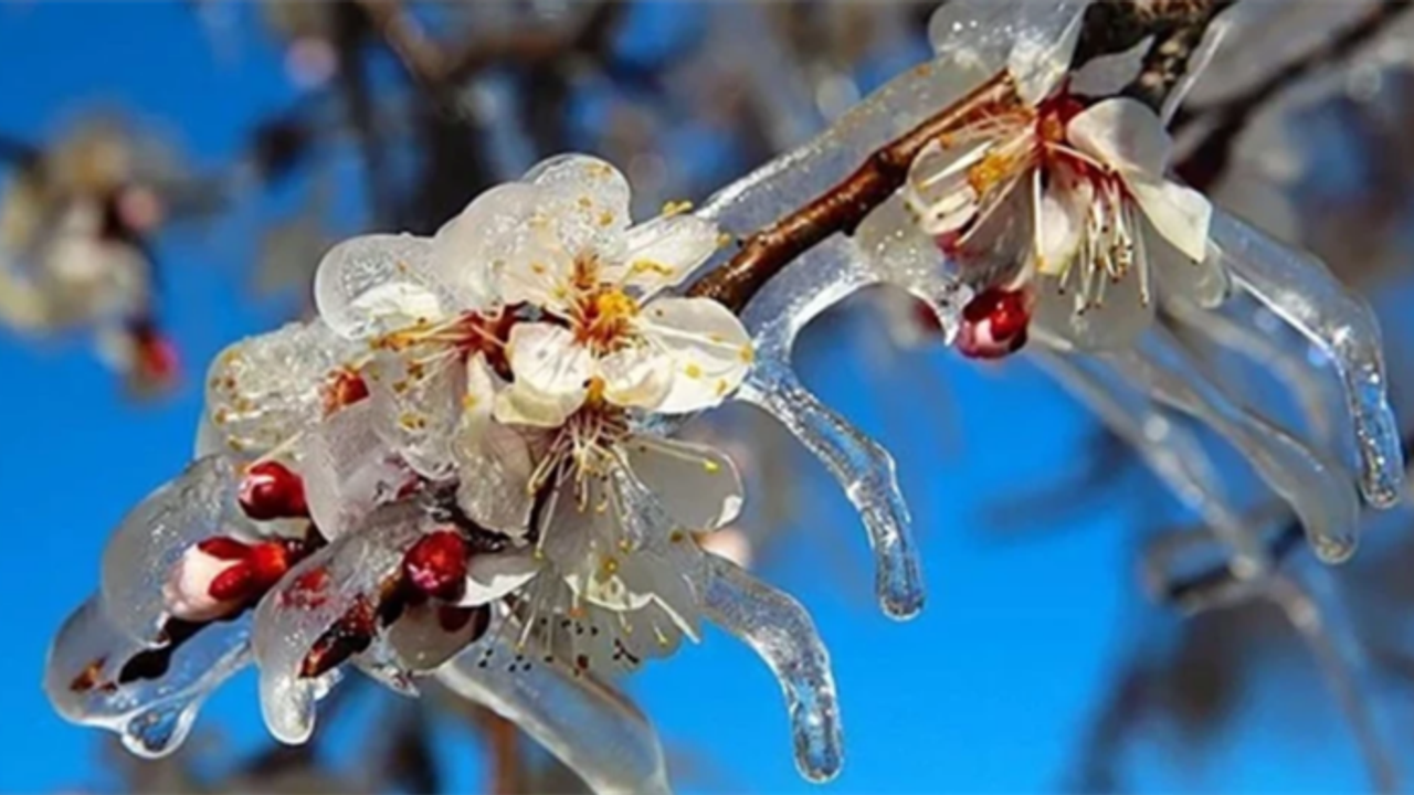 Zirai Don’dan Etkilenen Ürünlere yeni destekleme ödemesi