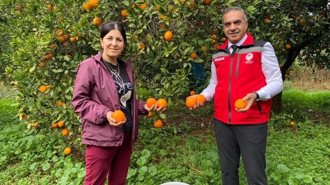 Aydın’da 93 bin 243 ton narenciye üretildi