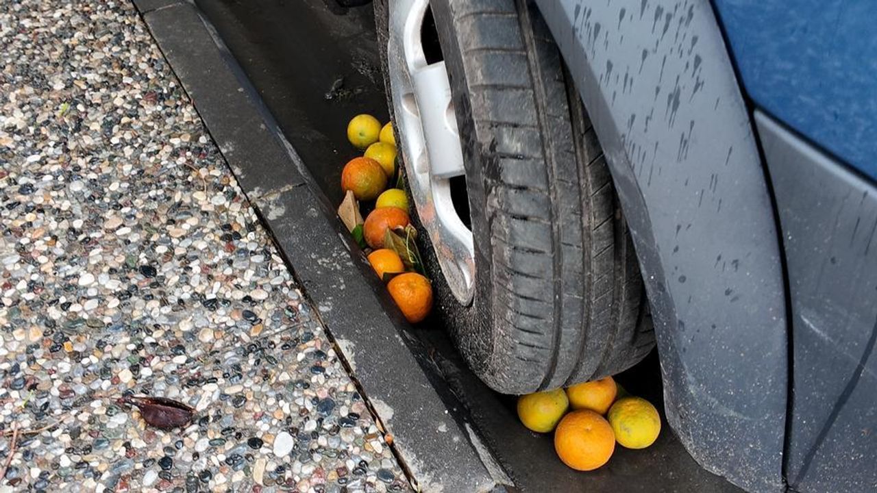 Aydın’da tonlarca milli servet çöpe gidiyor