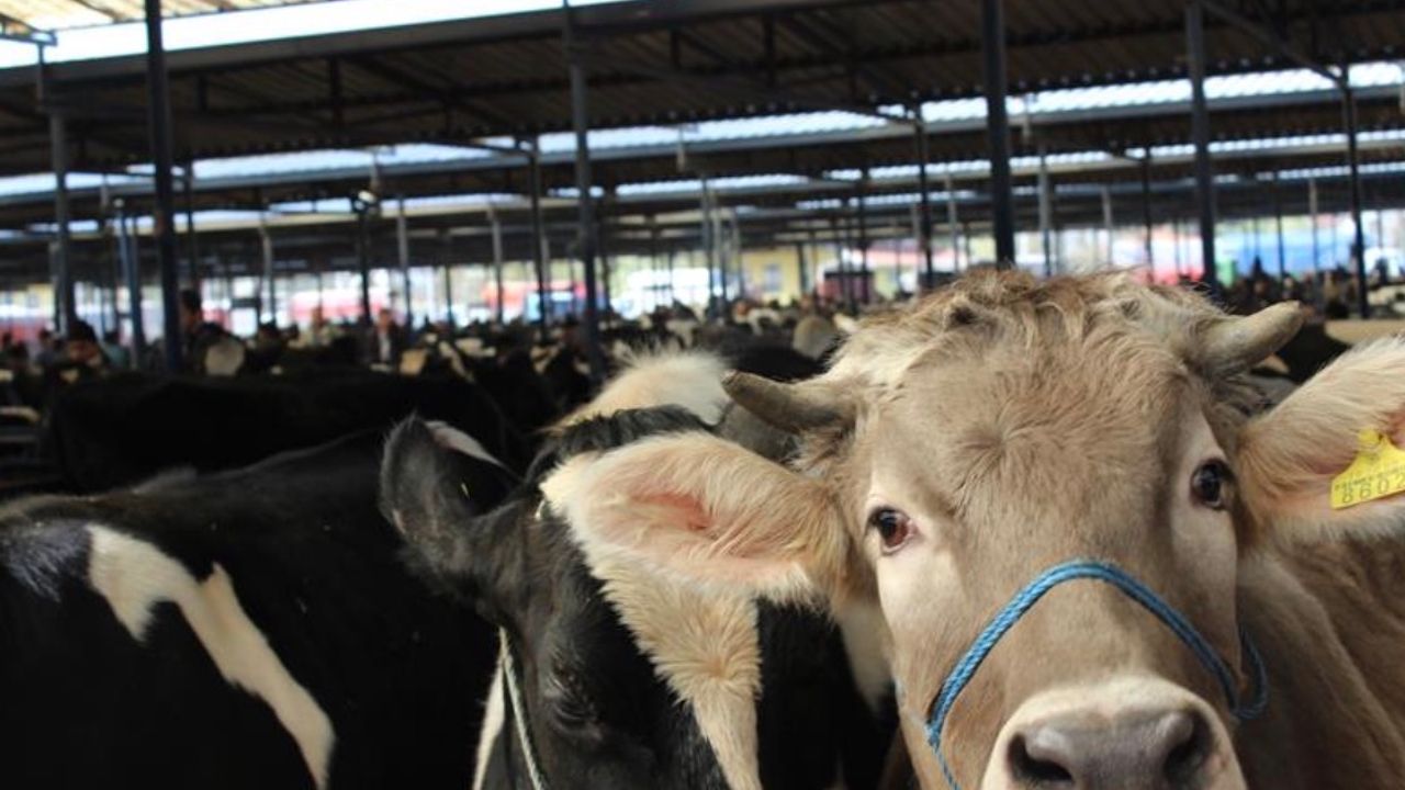 Burdur Canlı Hayvan Pazarı üreticilere yeniden kapılarını açtı