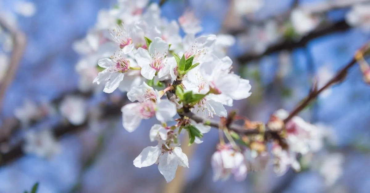 Cemrenin ikincisi suya düştü
