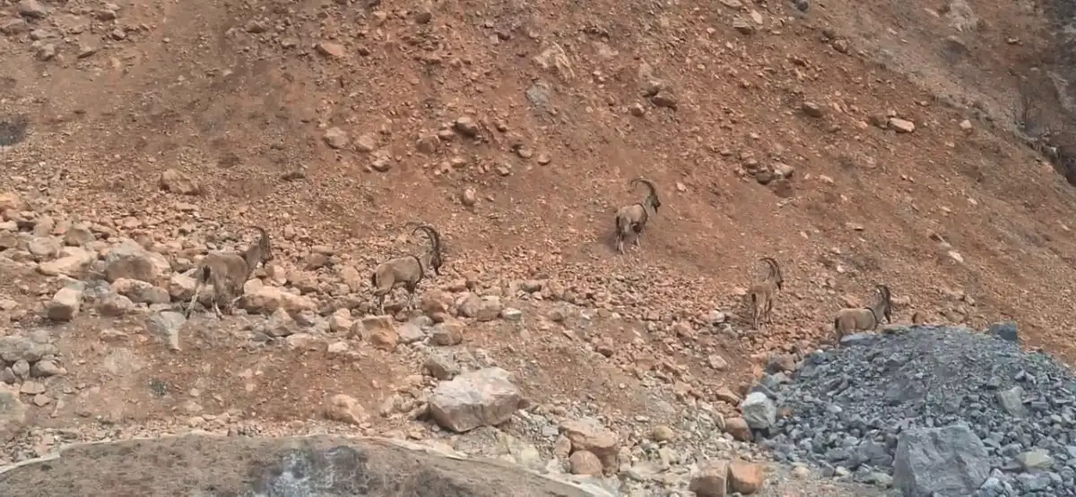 Dağların sessiz misafirleri: Yaban keçileri kameralara yansıdı