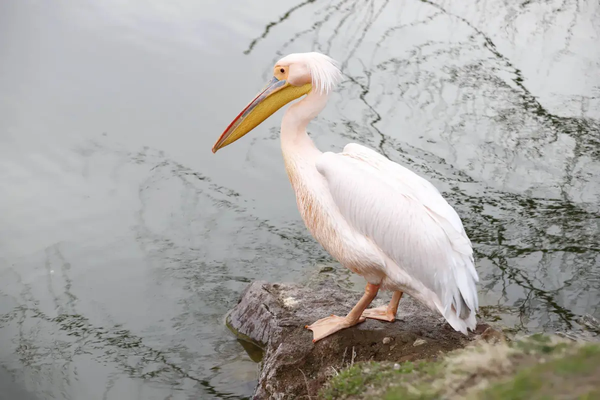 Helvadere Göletinde yalnız pelikan ziyaretçilerin ilgi odağı oldu