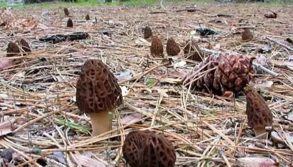 Isparta’da kuzu göbeği sezonu başladı