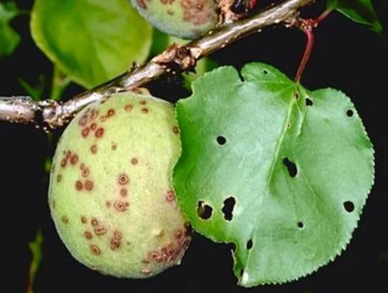 Malatya Valiliği’nden kayısı üreticilerine “çil hastalığı” uyarısı