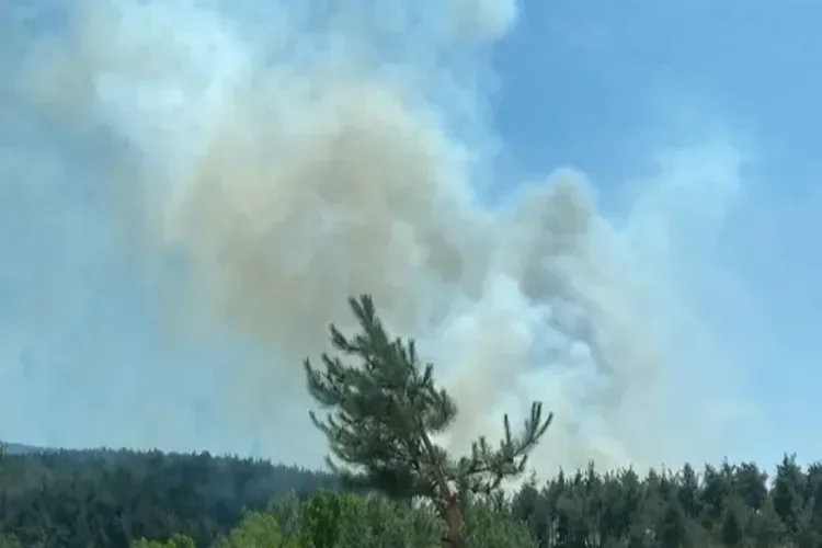 Osmaniye’nin Sumbas ilçesinde orman yangını