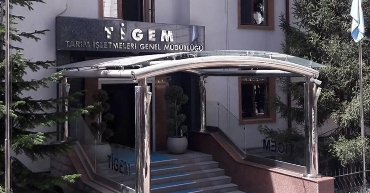 TİGEM 5 ton kozalağı ihaleye çıkarıyor