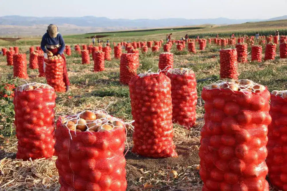 Amasya soğanı Avrupa yolunda: Pazarda en ucuz ürün, ihracatta gözde