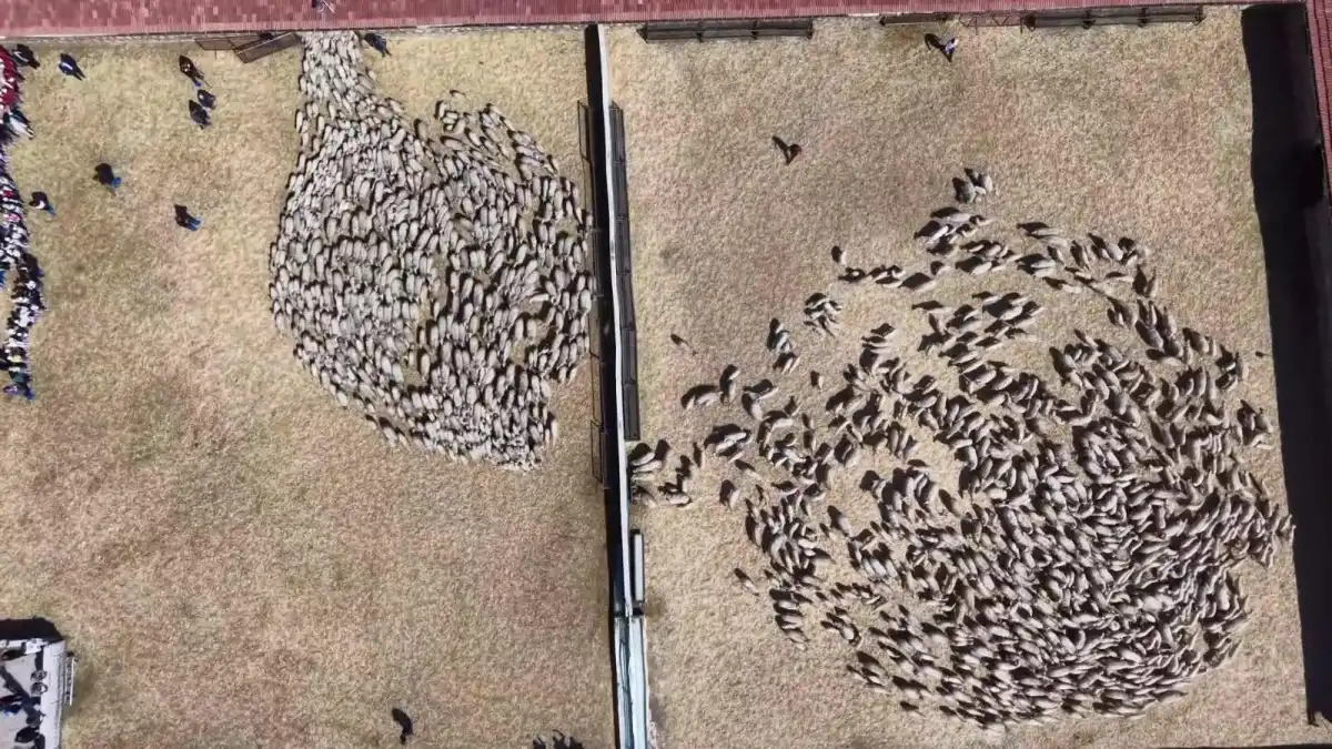 Amasya’da baharın habercisi süt kuzuları anneleriyle buluştu