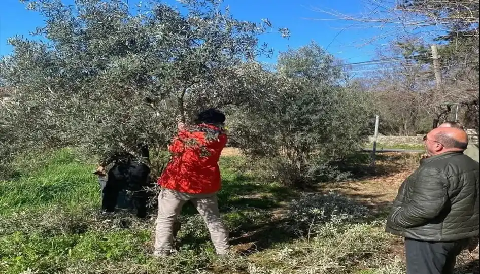 Antalya’da etkili olan yağışların ardından zeytin üreticileri için halkalı leke hastalığı riski arttı