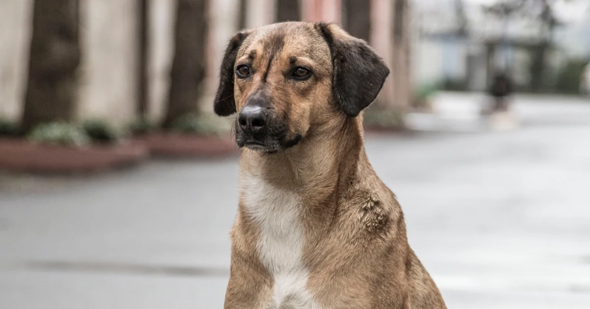 Bakan Çiftçi: Sokak hayvanlarının yüzde 75’i toplandı