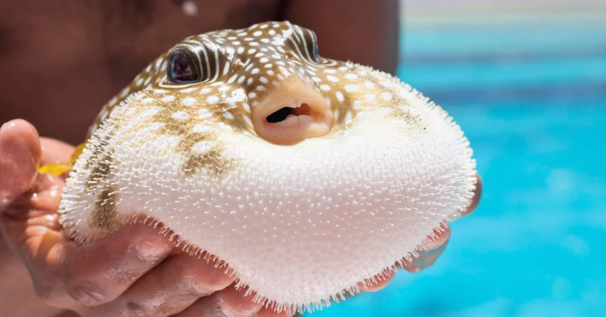 Balon balığı avcılığına teşvik: 50 milyonluk yayılım durduruldu