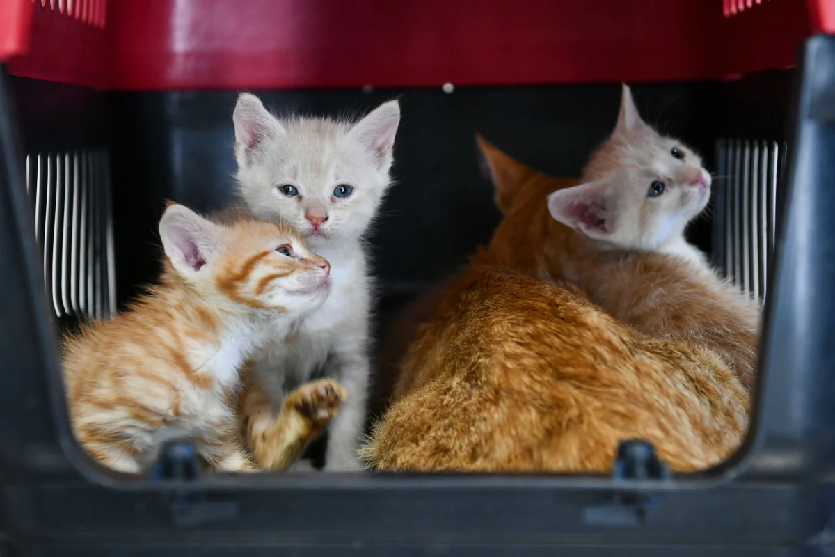 Başkent’te hayvan dostu belediyecilik