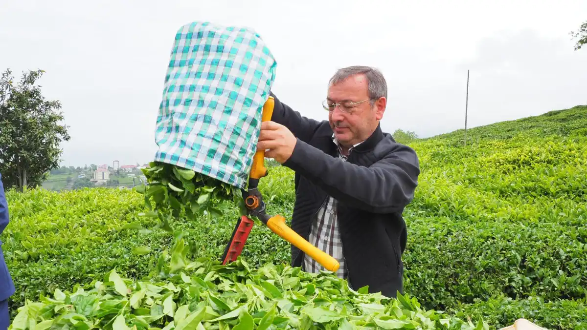 Çaykur Genel Müdürü Yusuf Ziya Alim, Çaykur işçilerinin kadro beklentisi için konuştu