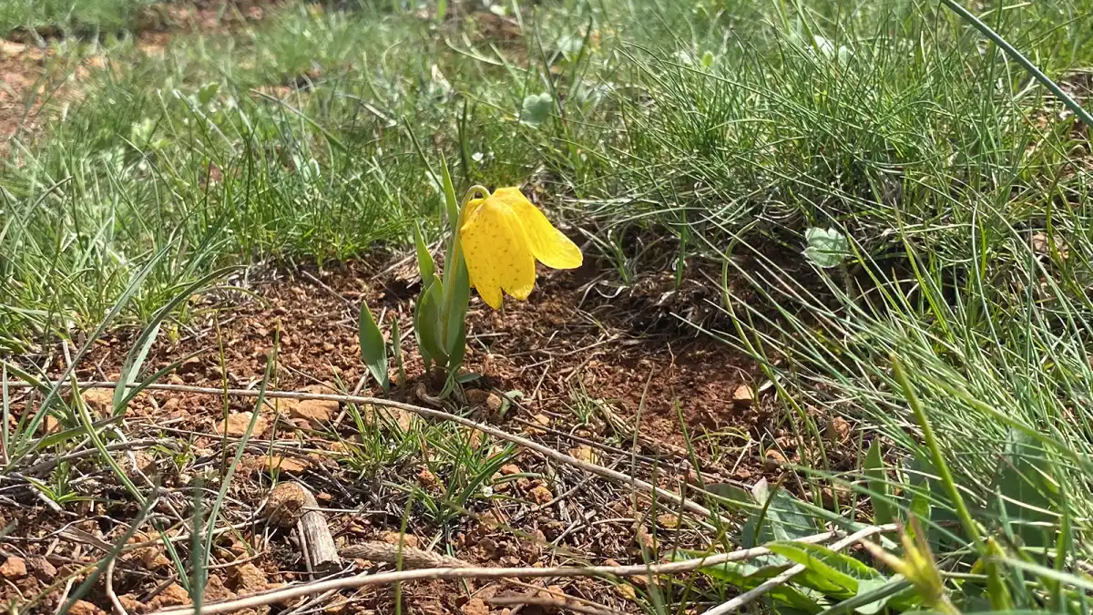 Doğanın mucizesi: 700 bin lira cezasıyla korunan ters laleler görenleri büyülüyor